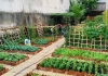 BÁN ĐẤT TẶNG VƯỜN RAU SẠCH NGAY VÀNH ĐAI 2 - LINH ĐÔNG - THÀNH PHỐ THỦ ĐỨC