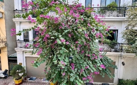 KHU PHÂN LÔ QUÂN ĐỘI- AN NINH TỐT- ĐƯỜNG BÀN CỜ- Ô TÔ ĐẺ VỈA HÈ