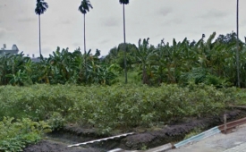Bán đất 25x62m full thổ cư giá 25 triệu/m2 Đường 6m Thạnh Xuân 52